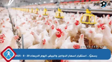 رسميًا.. استقرار أسعار الدواجن والبيض اليوم الأربعاء 20 – 8 – 2025